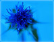 ...un pti cot fleur bleu...