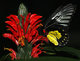 ''JR''   fleur et papillon