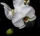 délicate orchidée