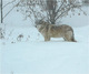 Loup gris sous la neige (2)