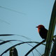 Red Bird (Argentina 2004)