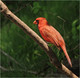 Un Cardinal rouge