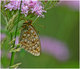 Brenthis daphne papillon