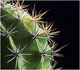 Plante cactus
