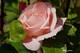 Rose du Limousin