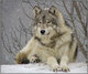 Loup gris sous la neige