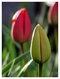 tulipes en devenir