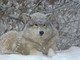 Loup gris sous la neige