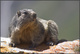 Marmotte du Queyras