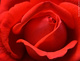 Coeur de Rose