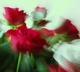 roses for paradise....