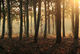 lever de soleil en sous bois