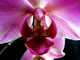 orchide 2