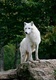 Le Loup Blanc