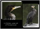 mon ami le cormoran