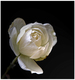 une rose blanche pour vous mesdames....
