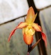 Orchide en sueur