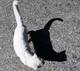 chat blanc chat noir