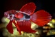 poisson rouge cristallisé