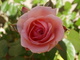 rose de printemps