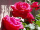 roses de printemps#2