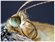 Portrait-insecte-6