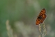 Splendeur papillon
