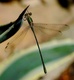 Accroche coeur - Dragon fly