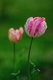 Tulipe perroquet