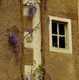 window + wisteria