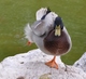 Dancing duck