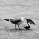 Seagull vs Pigeon