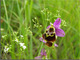 Ophrys du Grsivaudan.