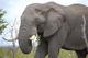 Elphant au parc Kruger