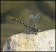 Dragonfly lying