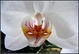 Orchide de soie