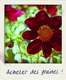 Polaroid 04 - Fleurs - 3 photos