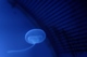 Do washing machines dream of electric jellyfish?