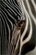 Eye of the zebre