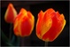 Tulipe(s)