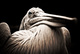 Sa majest Pelican