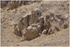 Fossilis, le chameau