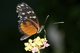 Profil d'un papillon  l'apro.