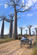 alle des baobabs