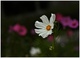 petite fleur blanche (pour an2011)