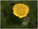 ranunculus arvensis ou fleur de beurre