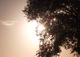 Soleil d'un arbre