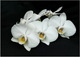 Orchide blanche