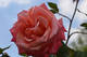 une rose rose