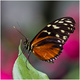 Papillon (1)